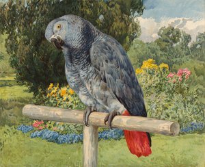 灰色のオウム（chromolitho 作： Charles Collins