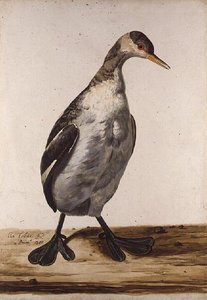 The Greater Loon（水彩・紙