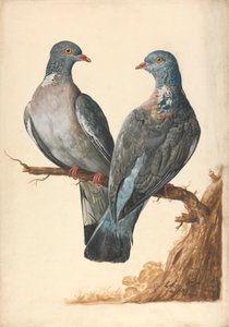 2 つのウッド ピジョン 作： Charles Collins