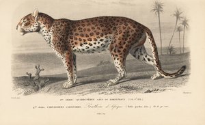 ヒョウ（シャルル・ドルビニー著「自然史辞典」より 作： Charles Dessalines d