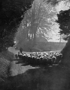 ウィルトン羊フェア、ウィルトン、ウィルトシャー、1924-1926年に向かう途中の羊