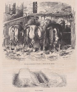 マガシン・ピトレスク、カリフォルニア州の厩舎、肥料ピットのペルシュロン馬。 1852年頃。 1852年。 作： Charles Emile Jacque