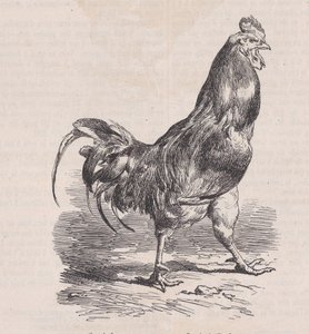 農場のオンドリ、一般的な品種、マガシン ピトレスク、カリフォルニア州から。 1852年。 作： Charles Emile Jacque