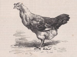 マガシン ピトレスク、カリフォルニア州からの普通のフランスのめんどり、貧しい層。 1852年。 作： Charles Emile Jacque