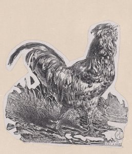 おんどり、カリフォルニア州。 1853年。 作： Charles Emile Jacque