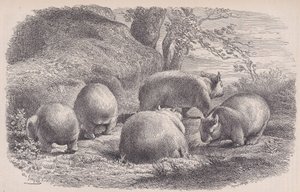 Le Magasin Pittoresque のウォンバット。 1852年。