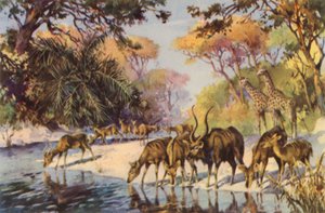 南アフリカクルーガー国立公園、トランスバール（カラーリトグラフ） 作： Charles Ernest Peers