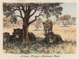 南アフリカライオン、クルーガー国立公園（カラーリトグラフ）