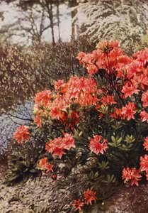 耐寒ツツジの茂み（カラー写真） 作： Charles Essenhigh Corke