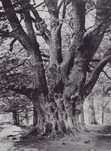 キングブナ、クノール・パーク（モノクロ写真 作： Charles Essenhigh Corke