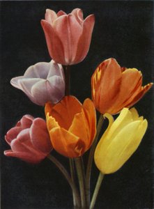 5月 チューリップの開花（カラー写真） 作： Charles Essenhigh Corke