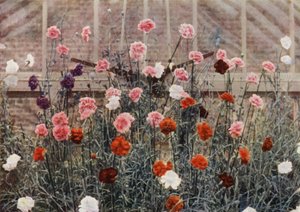 四季咲きのカーネーション（カラー写真） 作： Charles Essenhigh Corke