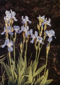 旗菖蒲（カラー写真） 作： Charles Essenhigh Corke