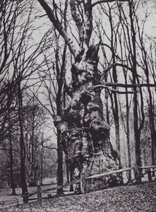 The Old Oak, Knole Park (モノクロ写真) 作： Charles Essenhigh Corke