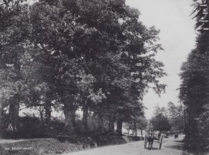 The Seven Oaks（モノクロ写真 作： Charles Essenhigh Corke