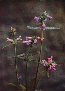 野の花：ベトニー（カラー写真） 作： Charles Essenhigh Corke