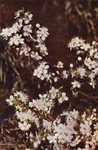 野の花：ブラックソーン（カラー写真）