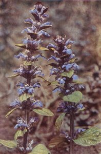 野の花：ラッパ（カラー写真） 作： Charles Essenhigh Corke