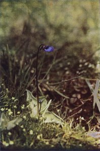 野の花：バターワート（カラー写真） 作： Charles Essenhigh Corke