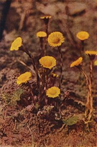 野の花：コルツフット（カラー写真） 作： Charles Essenhigh Corke