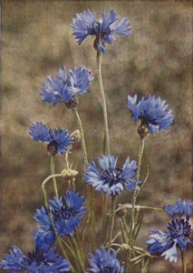 野の花：ヤグルマギク（カラー写真） 作： Charles Essenhigh Corke