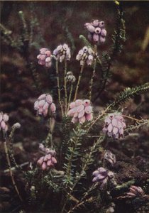 野の花：クロスリーブヒース（カラー写真） 作： Charles Essenhigh Corke