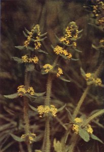 野草：クロスワート（カラー写真） 作： Charles Essenhigh Corke