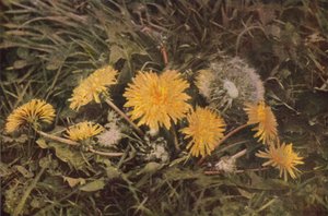 野の花：タンポポ（カラー写真） 作： Charles Essenhigh Corke