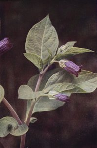 野生の花: 致命的なナイトシェード (カラー写真) 作： Charles Essenhigh Corke