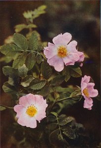 野の花：ドッグローズ（カラー写真）