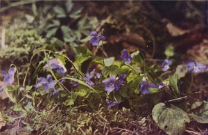 野の花：ドッグバイオレット（カラー写真） 作： Charles Essenhigh Corke