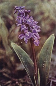 野の花：アーリーパープルラン（カラー写真） 作： Charles Essenhigh Corke