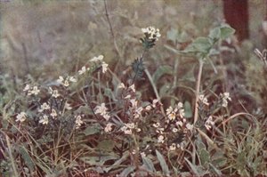 野の花：アイブライト（カラー写真） 作： Charles Essenhigh Corke