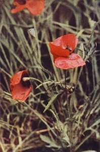 野の花：ヒナゲシ（カラー写真） 作： Charles Essenhigh Corke