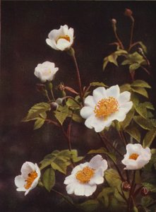 野の花：フィールドローズ（カラー写真）