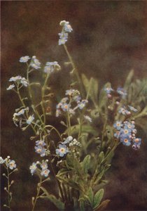 野の花：ワスレナグサ（カラー写真） 作： Charles Essenhigh Corke