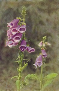 野の花：ジギタリス（カラー写真） 作： Charles Essenhigh Corke