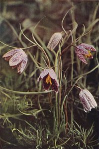 野の花：バイモ（カラー写真） 作： Charles Essenhigh Corke