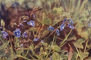 野の花：ジャーマンダー・スピードウェル（カラー写真） 作： Charles Essenhigh Corke