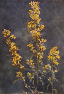 野の花：ゴールデンロッド（カラー写真） 作： Charles Essenhigh Corke