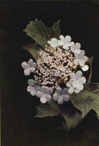 野の花：ゲルダーローズ（カラー写真）