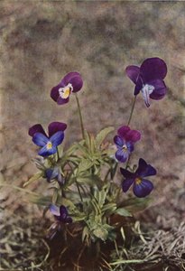 野の花：ハートシーズ（カラー写真） 作： Charles Essenhigh Corke