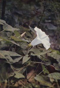 野の花：Hedge Convolvulus（カラー写真） 作： Charles Essenhigh Corke