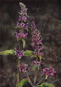 野の花：ヘッジスタキス（カラー写真） 作： Charles Essenhigh Corke