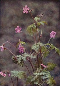 野の花：ハーブ・ロバート（カラー写真） 作： Charles Essenhigh Corke