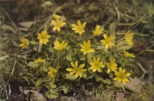 野の花：レッサー・セランディン（カラー写真） 作： Charles Essenhigh Corke