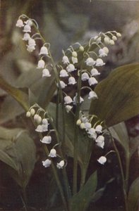 野の花：すずらん（カラー写真）