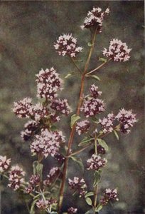 野の花：マジョラム（カラー写真） 作： Charles Essenhigh Corke