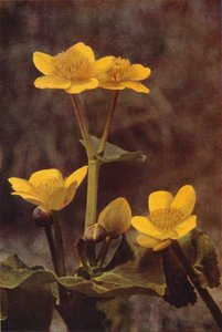 野の花：マーシュマリーゴールド（カラー写真） 作： Charles Essenhigh Corke