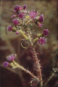 野の花：オオアザミ（カラー写真） 作： Charles Essenhigh Corke